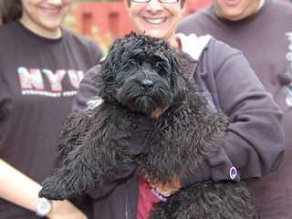 A Black Female Cockapoo