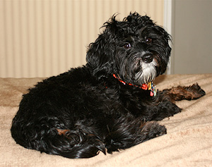 "Angus", a Black & Tan (Phantom)
      Male  Cockapoo