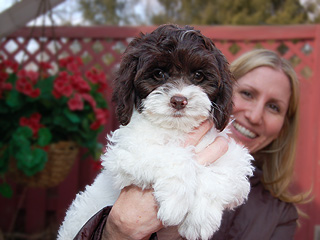 A Chocolate & White Parti-coloured
    Female  Cockapoo