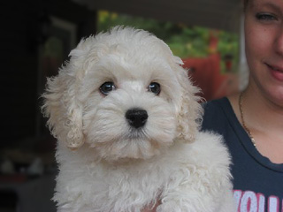   A Buff-coloured
Female  Cockapoo