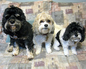 Luke (left), Mia (center) & Emmy (right)
November 28, 2010