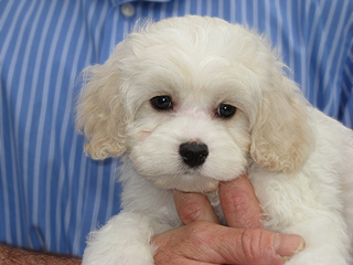 A White w/Buff Markings -coloured
     Male  Cockapoo
