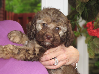    A Sable-coloured
Male  Cockapoo