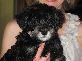 A Black & Tan & Silver-coloured
      Female  Schnoodle