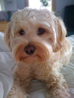     "Buddy"... a
    Buff-coloured
Male  Cockapoo