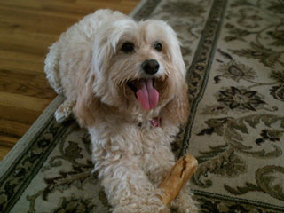 "Merry Muffin"... an
Buff-coloured
Female Cockapoo
