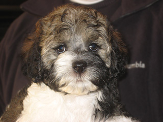A Sable & White Parti-coloured
      Female  Cockapoo