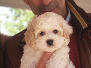 A Buff & White Parti-coloured
      Male  Cockapoo