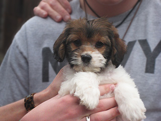A Buff & White Parti-coloured
    Female  Cockapoo