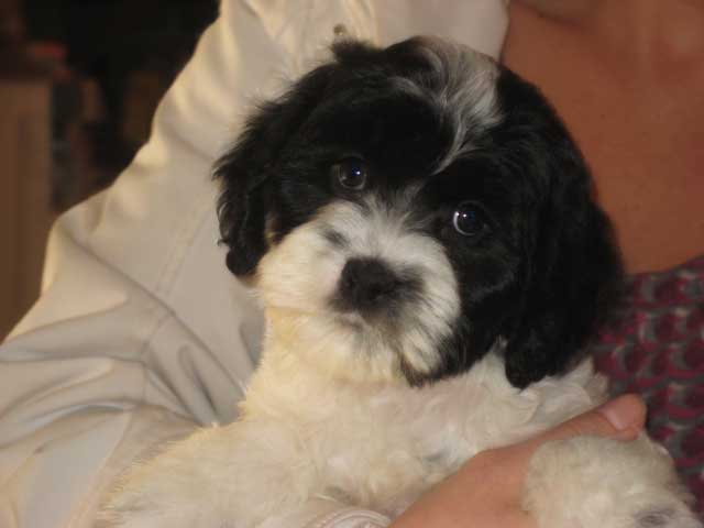 A Black & White Parti-coloured
      Male  Cockapoo