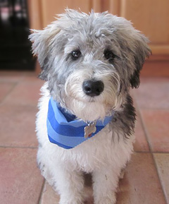        "Abe"... an
A Brindle & Whte Parti-coloured
   Male  Schnoodle
