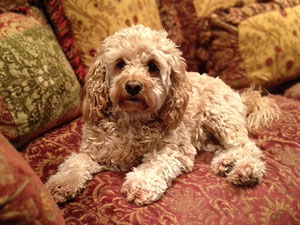   "Ella"... a
    Buff-coloured
Female  Cockapoo