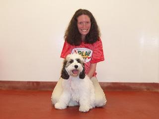     "Nikki"... a
Sable & White Parti-coloured
  Male  Cockapoo
  at 4 mos. of age