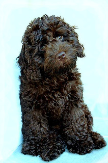   "Finnegan"... a
  Chocolate-coloured
Male  Cockapoo