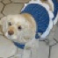 Spernanza's dog