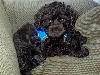 Hershey