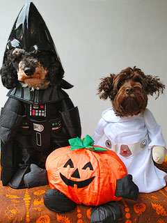 "Gizmo" & "Sophia"... 
Black & Tan- and Chocolate-coloured
"Cockapoos of the Force" from
     Mulberry Farm Kennel