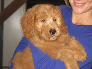 A Buff~Apricot-coloured
  Male  Goldendoodle