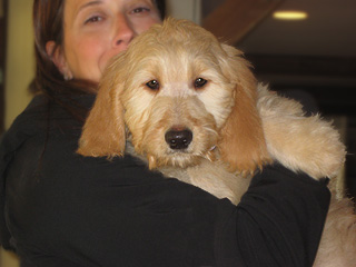   A Buff-coloured
Female  Goldendoodle