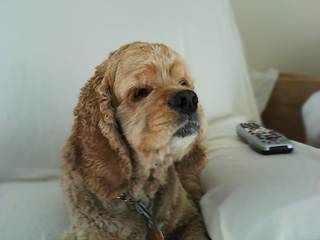 Sampson, now on
his 10th birthday!
