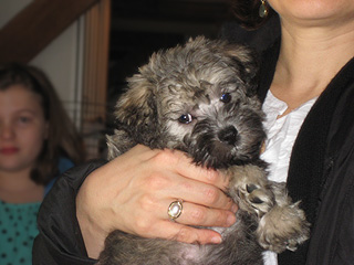 A Silver-Sable -coloured
Female  Schnooodle