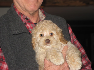A  Buff-coloured
Male  Cockapoo