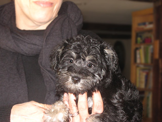 A Black & Silver-coloured
  Female  Schnooodle