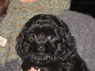   A  Black-coloured
Female  Cockapoo