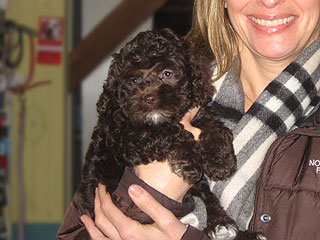 A  Chocolate-coloured
 Male  Cockapoo