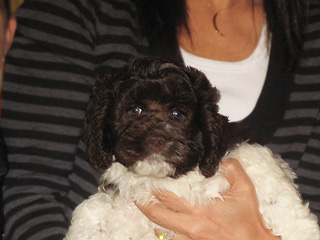 A  Chocolate & White Parti-coloured
       Male  Cockapoo