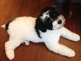       "Gabe"... a
Black & White Parti-coloured
     Male  Cockapoo