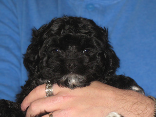 A  Black-coloured
 Female  Cockapoo