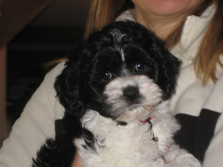 A Black & White Parti-coloured         Female Cockapoo