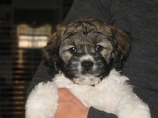 A (Changing) Sable & White
Parti-coloured Female Cockapoo