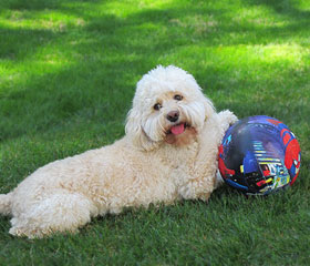  "Oscar"... a Buff-coloured
6-year-old Male  Cockapoo