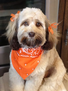    "Ryleigh"... a
Sable-coloured Female Cockapoo
  @ 10 months of age