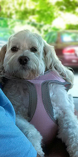 Chelsea, a Buff & White Parti
      Female Cockapoo at 4 yrs.