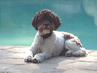          "Coco", a
Chocolate & White Parti-coloured
    Female Cockapoo of 1 Year