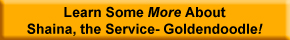 Learn More about Shaina,
the Service- Goldendoodle