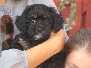 A Black & Tan (Phantom)-coloured
          Female Cavapoo