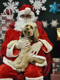          "Ryleigh", an
(Every-Changing) Sable-coloured
      Female Cockapoo of 15 Monthsr