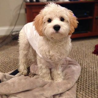     "Kaycee"... a
Red & White Parti-coloured
   Female Cavapoo& @ 6 mos.