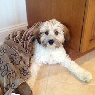          "Charlie", a
Sable & White Parti-coloured
    Male Cavapoo of 5 mos.