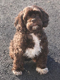       "Tootsie"... a
Chocolate-coloured w/White Mkgs.
Female Cockapoo @ 9 yrs. Young