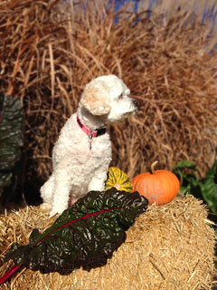        "Bella"... a
Buff-coloured Female Cockapoo