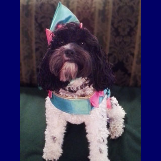           "Carly"... a
    Chocolate & White Parti-coloured
Female Cockapoo in her Halloween 2014 Costume