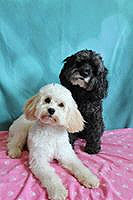 Sassy (L) & Buddy (R) Kessler,
Two Adult Cockapoos