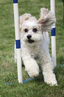       "Rylee"... a
Sable & White Parti-coloured Female
     Cockapoo at 14 Years of Age