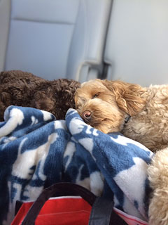 Miss Rosie (Left; Fem. Cockapoo) &
Scrabbles (Right; Male Cockapoo)