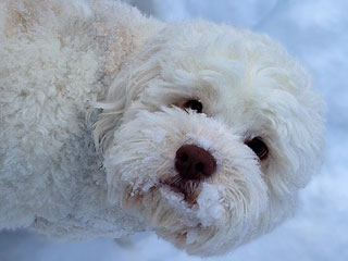 Finn',a Buff-coloured
    Male  Cockapoo)